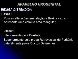 APARELHO UROGENITAL
BEXIGA DISTENDIDA
FUNDO
Poucas alterações em relação a Bexiga vazia.
Apresenta uma estreita área triangular.
Limites:
Inferiormente pela Próstata;
Superiormente pela prega Retrovesical do Peritônio
Lateralmente pelos Ductos Deferentes
 