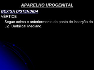 APARELHO UROGENITAL
BEXIGA DISTENDIDA
VÉRTICE
Segue acima e anteriormente do ponto de inserção do
Lig. Umbilical Mediano.
 