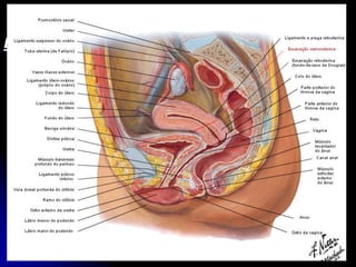APARELHO UROGENITAL
BEXIGA DA MULHER
Está anteriormente ao Útero e parte superior da
Vagina.
Está separada da superfície anterior do corpo do
Útero pela escavação Vesicouterina.
Quando a Bexiga está vazia o Útero repousa sobre a
Face Superior
 
