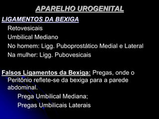 APARELHO UROGENITAL
LIGAMENTOS DA BEXIGA
Retovesicais
Umbilical Mediano
No homem: Ligg. Puboprostático Medial e Lateral
Na mulher: Ligg. Pubovesicais
Falsos Ligamentos da Bexiga: Pregas, onde o
Peritônio reflete-se da bexiga para a parede
abdominal.
Prega Umbilical Mediana;
Pregas Umbilicais Laterais
 