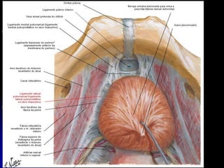 APARELHO UROGENITAL
LIGAMENTOS DA BEXIGA
Retovesicais
Umbilical Mediano
No homem: Ligg. Puboprostático Medial e Lateral
Na mulher: Ligg. Pubovesicais
Falsos Ligamentos da Bexiga: Pregas, onde o
Peritônio reflete-se da bexiga para a parede
abdominal.
Prega Umbilical Mediana;
Pregas Umbilicais Laterais
 