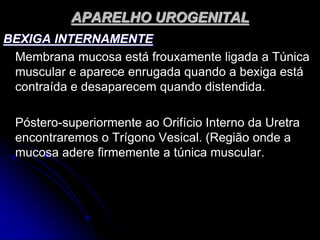 APARELHO UROGENITAL
BEXIGA INTERNAMENTE
Membrana mucosa está frouxamente ligada a Túnica
muscular e aparece enrugada quando a bexiga está
contraída e desaparecem quando distendida.
Póstero-superiormente ao Orifício Interno da Uretra
encontraremos o Trígono Vesical. (Região onde a
mucosa adere firmemente a túnica muscular.
 