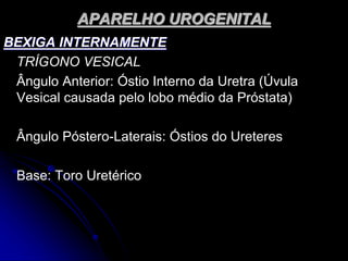 APARELHO UROGENITAL
BEXIGA INTERNAMENTE
TRÍGONO VESICAL
Ângulo Anterior: Óstio Interno da Uretra (Úvula
Vesical causada pelo lobo médio da Próstata)
Ângulo Póstero-Laterais: Óstios do Ureteres
Base: Toro Uretérico
 