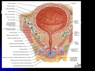 APARELHO UROGENITAL
BEXIGA INTERNAMENTE
TRÍGONO VESICAL
Ângulo Anterior: Óstio Interno da Uretra (Úvula
Vesical causada pelo lobo médio da Próstata)
Ângulo Póstero-Laterais: Óstios do Ureteres
Base: Toro Uretérico
 