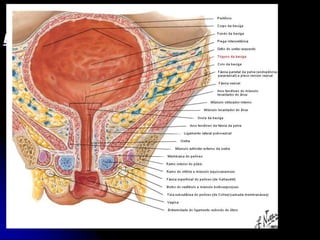 APARELHO UROGENITAL
BEXIGA INTERNAMENTE
TRÍGONO VESICAL
Ângulo Anterior: Óstio Interno da Uretra (Úvula
Vesical causada pelo lobo médio da Próstata)
Ângulo Póstero-Laterais: Óstios do Ureteres
Base: Toro Uretérico
 