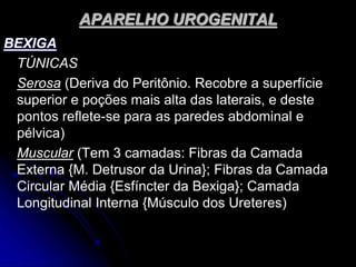 APARELHO UROGENITAL
BEXIGA
TÚNICAS
Serosa (Deriva do Peritônio. Recobre a superfície
superior e poções mais alta das laterais, e deste
pontos reflete-se para as paredes abdominal e
pélvica)
Muscular (Tem 3 camadas: Fibras da Camada
Externa {M. Detrusor da Urina}; Fibras da Camada
Circular Média {Esfíncter da Bexiga}; Camada
Longitudinal Interna {Músculo dos Ureteres)
 