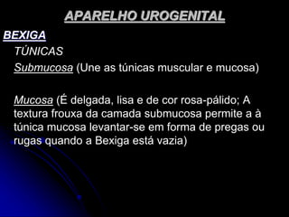 APARELHO UROGENITAL
BEXIGA
TÚNICAS
Submucosa (Une as túnicas muscular e mucosa)
Mucosa (É delgada, lisa e de cor rosa-pálido; A
textura frouxa da camada submucosa permite a à
túnica mucosa levantar-se em forma de pregas ou
rugas quando a Bexiga está vazia)
 