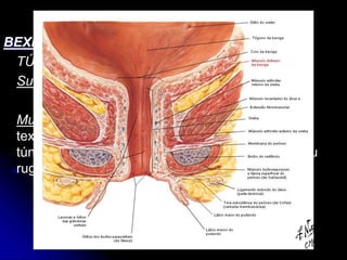 APARELHO UROGENITAL
BEXIGA
TÚNICAS
Submucosa (Une as túnicas muscular e mucosa)
Mucosa (É delgada, lisa e de cor rosa-pálido; A
textura frouxa da camada submucosa permite a à
túnica mucosa levantar-se em forma de pregas ou
rugas quando a Bexiga está vazia)
 