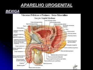 APARELHO UROGENITAL
BEXIGA
 