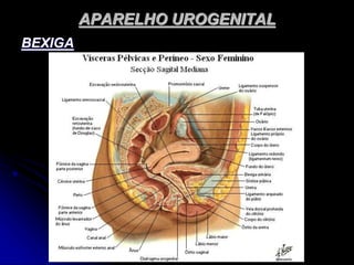 APARELHO UROGENITAL
BEXIGA
 