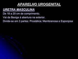 APARELHO UROGENITAL
URETRA MASCULINA
De 18 a 20 cm de comprimento.
Vai da Bexiga á abertura na exterior.
Divide-se em 3 partes: Prostática; Membranosa e Esponjosa
 