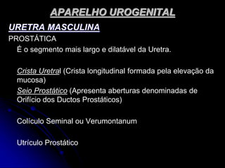APARELHO UROGENITAL
URETRA MASCULINA
PROSTÁTICA
É o segmento mais largo e dilatável da Uretra.
Crista Uretral (Crista longitudinal formada pela elevação da
mucosa)
Seio Prostático (Apresenta aberturas denominadas de
Orifício dos Ductos Prostáticos)
Colículo Seminal ou Verumontanum
Utrículo Prostático
 
