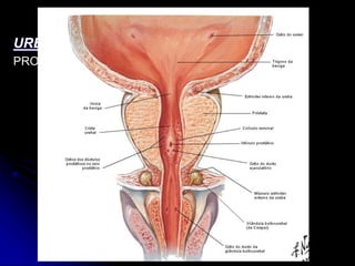 APARELHO UROGENITAL
URETRA MASCULINA
PROSTÁTICA
 