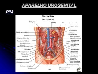 APARELHO UROGENITAL
RIM
 