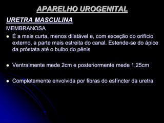 APARELHO UROGENITAL
URETRA MASCULINA
MEMBRANOSA
 É a mais curta, menos dilatável e, com exceção do orifício
externo, a parte mais estreita do canal. Estende-se do ápice
da próstata até o bulbo do pênis
 Ventralmente mede 2cm e posteriormente mede 1,25cm
 Completamente envolvida por fibras do esfíncter da uretra
 