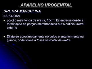 APARELHO UROGENITAL
URETRA MASCULINA
ESPOJOSA
 porção mais longa da uretra, 15cm. Estende-se desde a
terminação da porção membranácea até o orifício uretral
externo
 Dilata-se aproximadamente no bulbo e anteriormente na
glande, onde forma a fossa navicular da uretra
 