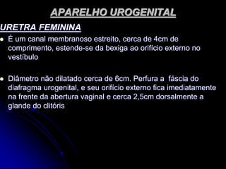APARELHO UROGENITAL
URETRA FEMININA
 É um canal membranoso estreito, cerca de 4cm de
comprimento, estende-se da bexiga ao orifício externo no
vestíbulo
 Diâmetro não dilatado cerca de 6cm. Perfura a fáscia do
diafragma urogenital, e seu orifício externo fica imediatamente
na frente da abertura vaginal e cerca 2,5cm dorsalmente a
glande do clitóris
 