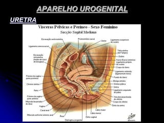 APARELHO UROGENITAL
URETRA
 