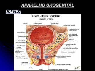 APARELHO UROGENITAL
URETRA
 