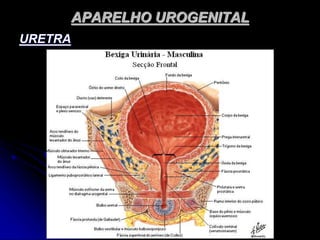 APARELHO UROGENITAL
URETRA
 