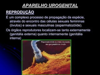 APARELHO UROGENITAL
REPRODUÇÃO
É um complexo processo de propagação da espécie,
através do encontro das células sexuais femininas
(óvulos) e sexuais masculinas (espermatozóide).
Os órgãos reprodutores localizam-se tanto externamente
(genitália externa) quanto internamente (genitália
interna)
 