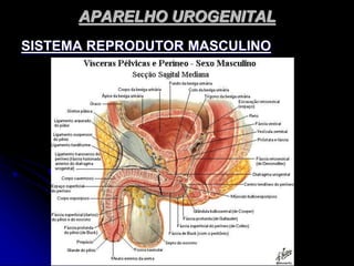 APARELHO UROGENITAL
SISTEMA REPRODUTOR MASCULINO
 