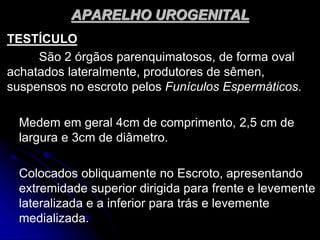 APARELHO UROGENITAL
TESTÍCULO
São 2 órgãos parenquimatosos, de forma oval
achatados lateralmente, produtores de sêmen,
suspensos no escroto pelos Funículos Espermáticos.
Medem em geral 4cm de comprimento, 2,5 cm de
largura e 3cm de diâmetro.
Colocados obliquamente no Escroto, apresentando
extremidade superior dirigida para frente e levemente
lateralizada e a inferior para trás e levemente
medializada.
 