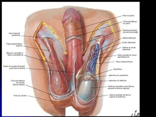 APARELHO UROGENITAL
TESTÍCULO
 