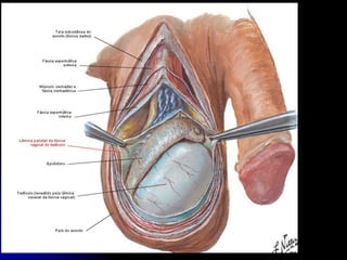APARELHO UROGENITAL
TESTÍCULO
 