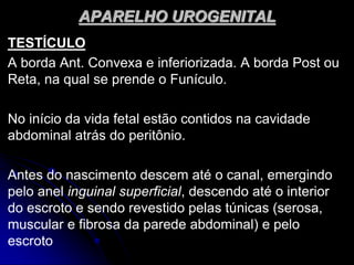 APARELHO UROGENITAL
TESTÍCULO
A borda Ant. Convexa e inferiorizada. A borda Post ou
Reta, na qual se prende o Funículo.
No início da vida fetal estão contidos na cavidade
abdominal atrás do peritônio.
Antes do nascimento descem até o canal, emergindo
pelo anel inguinal superficial, descendo até o interior
do escroto e sendo revestido pelas túnicas (serosa,
muscular e fibrosa da parede abdominal) e pelo
escroto
 