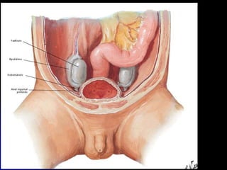 APARELHO UROGENITAL
TESTÍCULO
 