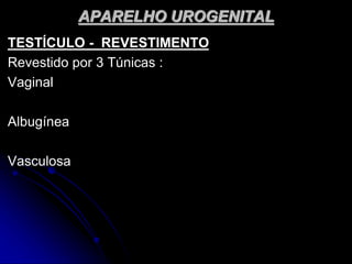 APARELHO UROGENITAL
TESTÍCULO - REVESTIMENTO
Revestido por 3 Túnicas :
Vaginal
Albugínea
Vasculosa
 