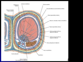 APARELHO UROGENITAL
TESTÍCULO - REVESTIMENTO
 