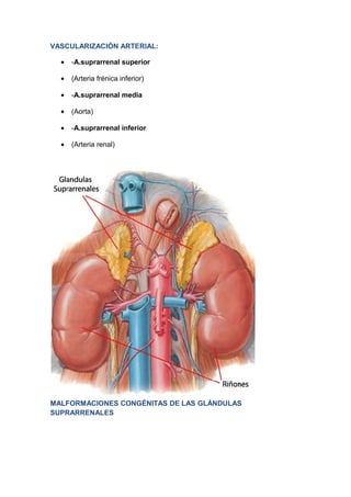 VASCULARIZACIÓN ARTERIAL:
• -A.suprarrenal superior
• (Arteria frénica inferior)
• -A.suprarrenal media
• (Aorta)
• -A.suprarrenal inferior
• (Arteria renal)
MALFORMACIONES CONGÉNITAS DE LAS GLÁNDULAS
SUPRARRENALES
 