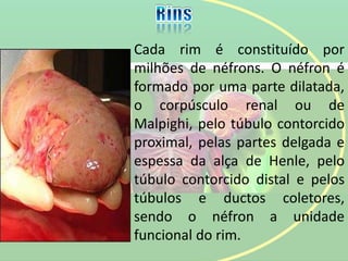 Cada rim é constituído por
milhões de néfrons. O néfron é
formado por uma parte dilatada,
o corpúsculo renal ou de
Malpighi, pelo túbulo contorcido
proximal, pelas partes delgada e
espessa da alça de Henle, pelo
túbulo contorcido distal e pelos
túbulos e ductos coletores,
sendo o néfron a unidade
funcional do rim.
 