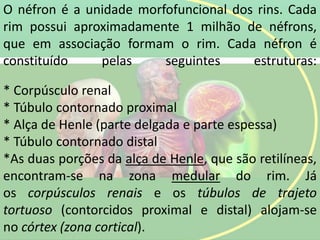 O néfron é a unidade morfofuncional dos rins. Cada
rim possui aproximadamente 1 milhão de néfrons,
que em associação formam o rim. Cada néfron é
constituído pelas seguintes estruturas:
* Corpúsculo renal
* Túbulo contornado proximal
* Alça de Henle (parte delgada e parte espessa)
* Túbulo contornado distal
*As duas porções da alça de Henle, que são retilíneas,
encontram-se na zona medular do rim. Já
os corpúsculos renais e os túbulos de trajeto
tortuoso (contorcidos proximal e distal) alojam-se
no córtex (zona cortical).
 