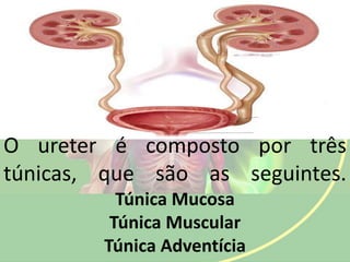 O ureter é composto por três
túnicas, que são as seguintes.
Túnica Mucosa
Túnica Muscular
Túnica Adventícia
 