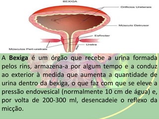 A Bexiga é um órgão que recebe a urina formada
pelos rins, armazena-a por algum tempo e a conduz
ao exterior à medida que aumenta a quantidade de
urina dentro da bexiga, o que faz com que se eleve a
pressão endovesical (normalmente 10 cm de água) e,
por volta de 200-300 ml, desencadeie o reflexo da
micção.
 