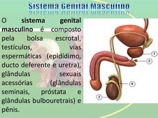O sistema genital
masculino é composto
pela bolsa escrotal,
testículos, vias
espermáticas (epidídimo,
ducto deferente e uretra),
glândulas sexuais
acessórias (glândulas
seminais, próstata e
glândulas bulbouretrais) e
pênis.
 