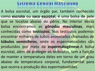 A bolsa escrotal, um órgão par, também conhecido
como escroto ou saco escrotal, é uma bolsa de pele
que se localiza abaixo do pênis. No interior dessa
bolsa encontramos as gônadas masculinas, mais
conhecidas como testículos. Nos testículos podemos
encontrar milhares de tubos enovelados chamados de
túbulos seminíferos, onde os espermatozóides são
produzidos por meio da espermatogênese.A bolsa
escrotal, além de proteger os testículos, tem a função
de manter a temperatura deles em torno de um grau
abaixo da temperatura corporal, fundamental para
que ocorra a produção dos espermatozóides.
 