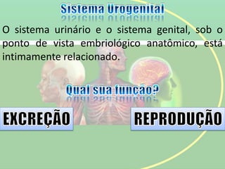 O sistema urinário e o sistema genital, sob o
ponto de vista embriológico anatômico, está
intimamente relacionado.
 
