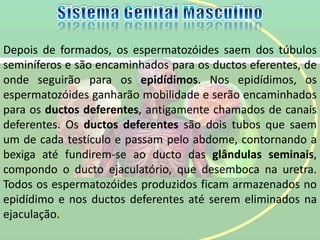 Depois de formados, os espermatozóides saem dos túbulos
seminíferos e são encaminhados para os ductos eferentes, de
onde seguirão para os epidídimos. Nos epidídimos, os
espermatozóides ganharão mobilidade e serão encaminhados
para os ductos deferentes, antigamente chamados de canais
deferentes. Os ductos deferentes são dois tubos que saem
um de cada testículo e passam pelo abdome, contornando a
bexiga até fundirem-se ao ducto das glândulas seminais,
compondo o ducto ejaculatório, que desemboca na uretra.
Todos os espermatozóides produzidos ficam armazenados no
epidídimo e nos ductos deferentes até serem eliminados na
ejaculação.
 