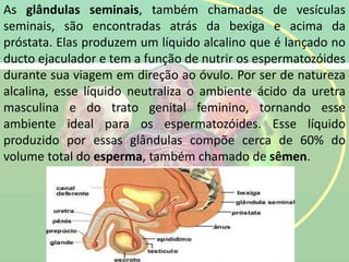 As glândulas seminais, também chamadas de vesículas
seminais, são encontradas atrás da bexiga e acima da
próstata. Elas produzem um líquido alcalino que é lançado no
ducto ejaculador e tem a função de nutrir os espermatozóides
durante sua viagem em direção ao óvulo. Por ser de natureza
alcalina, esse líquido neutraliza o ambiente ácido da uretra
masculina e do trato genital feminino, tornando esse
ambiente ideal para os espermatozóides. Esse líquido
produzido por essas glândulas compõe cerca de 60% do
volume total do esperma, também chamado de sêmen.
 