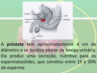 A próstata tem aproximadamente 4 cm de
diâmetro e se localiza abaixo da bexiga urinária.
Ela produz uma secreção, nutritiva para os
espermatozóides, que constitui entre 15 e 30%
do esperma.
 