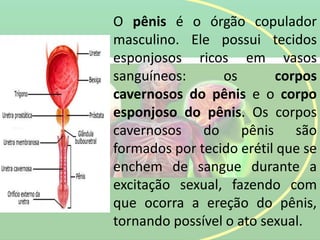 O pênis é o órgão copulador
masculino. Ele possui tecidos
esponjosos ricos em vasos
sanguíneos: os corpos
cavernosos do pênis e o corpo
esponjoso do pênis. Os corpos
cavernosos do pênis são
formados por tecido erétil que se
enchem de sangue durante a
excitação sexual, fazendo com
que ocorra a ereção do pênis,
tornando possível o ato sexual.
 