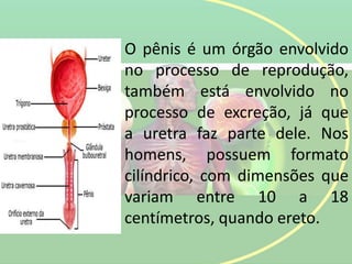 O pênis é um órgão envolvido
no processo de reprodução,
também está envolvido no
processo de excreção, já que
a uretra faz parte dele. Nos
homens, possuem formato
cilíndrico, com dimensões que
variam entre 10 a 18
centímetros, quando ereto.
 