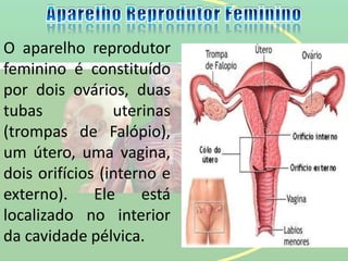 O aparelho reprodutor
feminino é constituído
por dois ovários, duas
tubas uterinas
(trompas de Falópio),
um útero, uma vagina,
dois orifícios (interno e
externo). Ele está
localizado no interior
da cavidade pélvica.
 