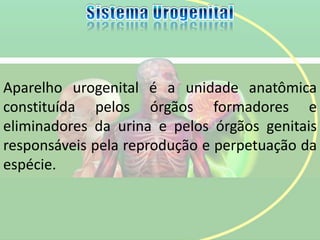 Aparelho urogenital é a unidade anatômica
constituída pelos órgãos formadores e
eliminadores da urina e pelos órgãos genitais
responsáveis pela reprodução e perpetuação da
espécie.
 