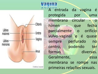 A entrada da vagina é
protegida por uma
membrana circular - o
hímen - que fecha
parcialmente o orifício
vulvo-vaginal e é quase
sempre perfurado no
centro, podendo ter
formas diversas.
Geralmente, essa
membrana se rompe nas
primeiras relações sexuais.
 