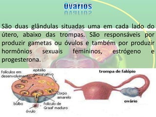 São duas glândulas situadas uma em cada lado do
útero, abaixo das trompas. São responsáveis por
produzir gametas ou óvulos e também por produzir
hormônios sexuais femininos, estrógeno e
progesterona.
 